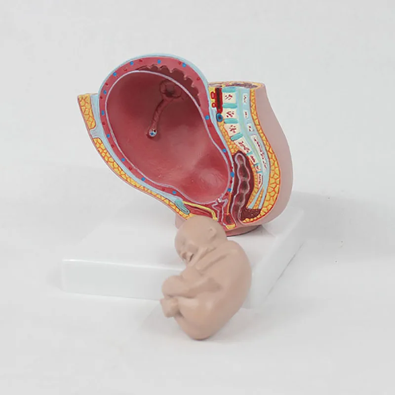 Human Pregnancy Fetal Development 9Th Month Embryonic Pelvic Model Fetus Foetus Pregnancy Anatomy Of The Placenta Model