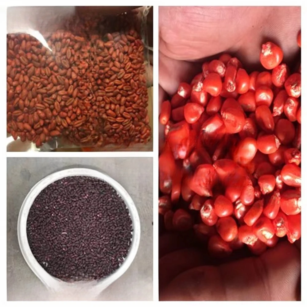 To increase seedlings and yields, you need a seed dressing and coating machine crop seed coating machine