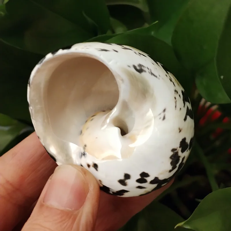 1 PC Polished Magpie Turbo Shell Black Jade Hermit Crab Seashells Crustacean Aquarium Fish Tank Landscaping Ornament Conch Gift