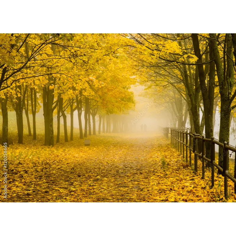 المناظر الطبيعية التصوير خلفية سقوط يترك الغابات المشهد السفر صور الخلفيات استوديو الدعائم 211224 QQTT-02