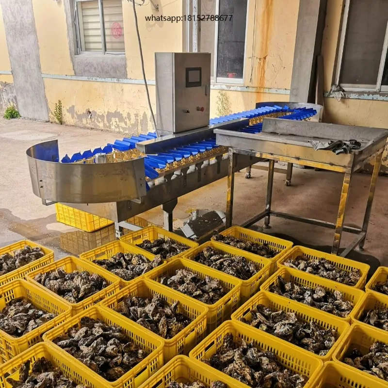 Potato Mango Sort Equipment Orange Grader Fruit Automatic Shrimp Oyster Fish Sorting Machine and Grading by Weight