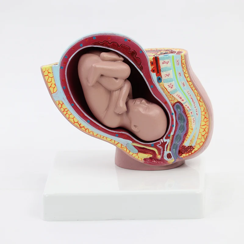 

9th Month Baby Fetus Pelvis Anatomy Model Detachable Embryonic Development Medical Anatomical Educational Teaching Tools