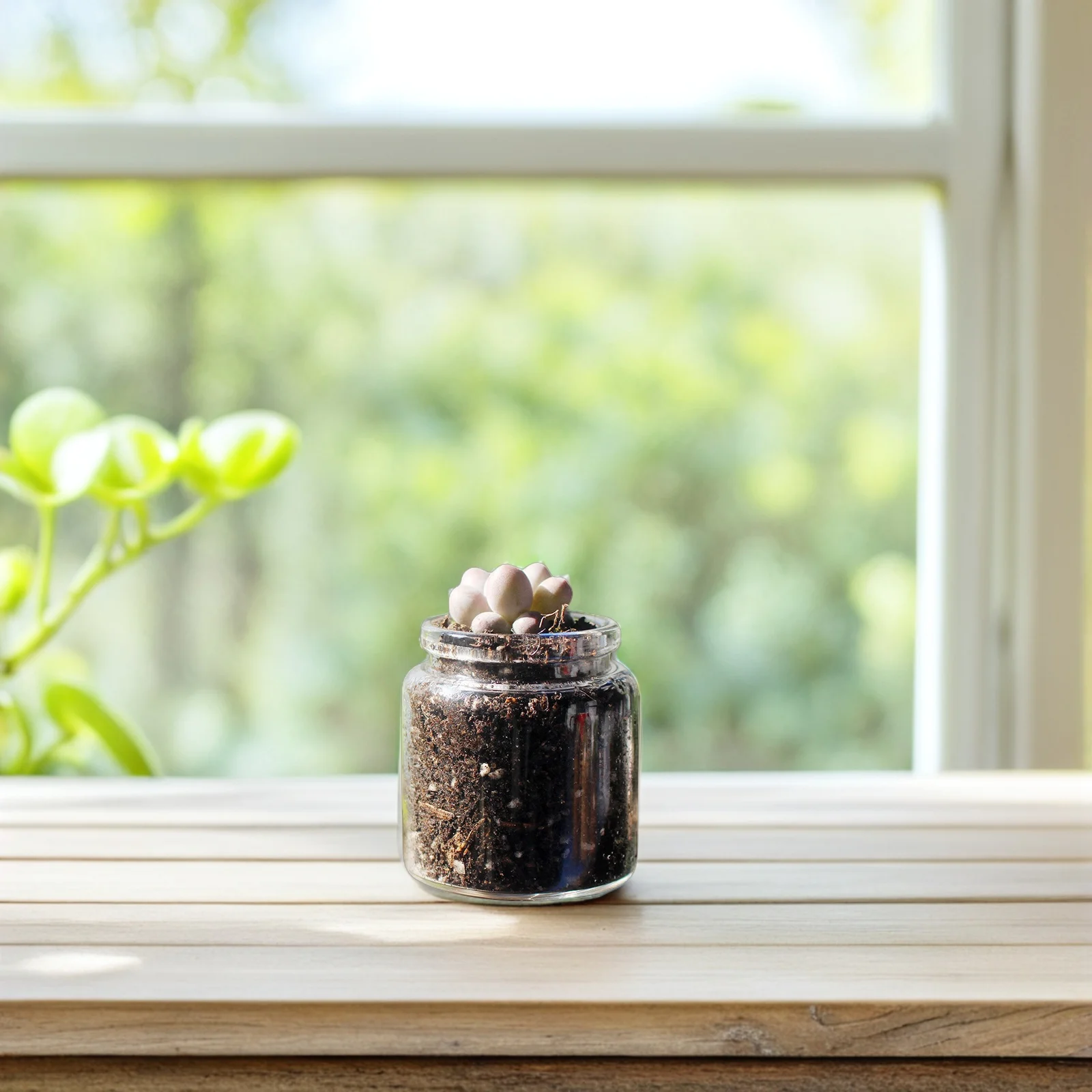 

10Pcs Glass Micro Landscape Vase Transparent Succulent Planter Pot for Desk Bookshelf Home Office Greenery Decor