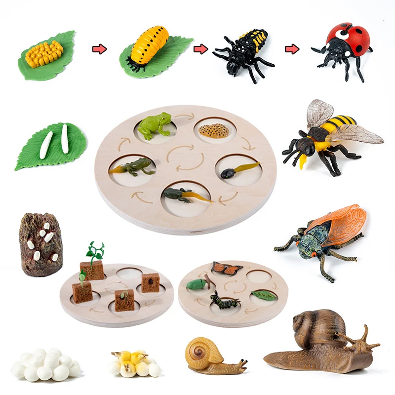 Children Simulation Biology Model Toy Animal Plant Life Growth Cycle Montessori Children Toys Set Teaching Aids Educational Toys