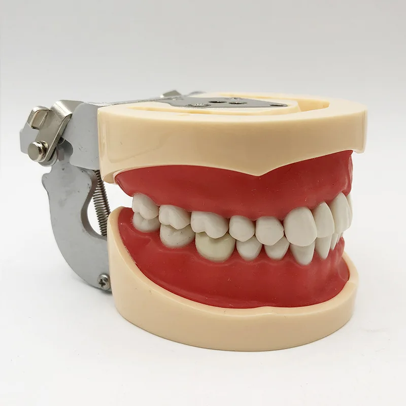 Dental Model 32 Teeth Preparation Practice Model Full Mouth Removable Teeth