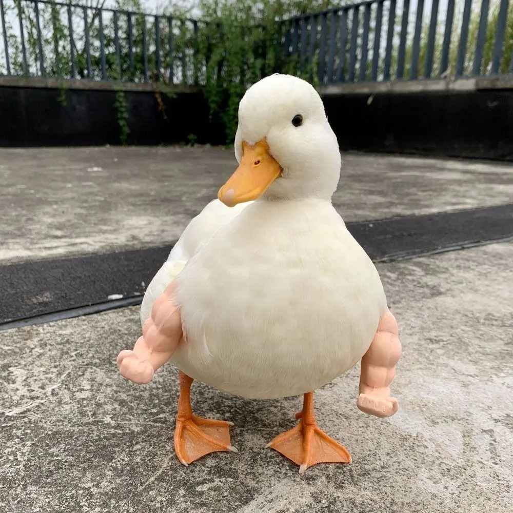

Funny Fighting Chicken Arms Toys Giant Arm Hulk Arms Wearing Muscle Arm Novelty Artificial Chicken Arm Decoration Duck Parrot