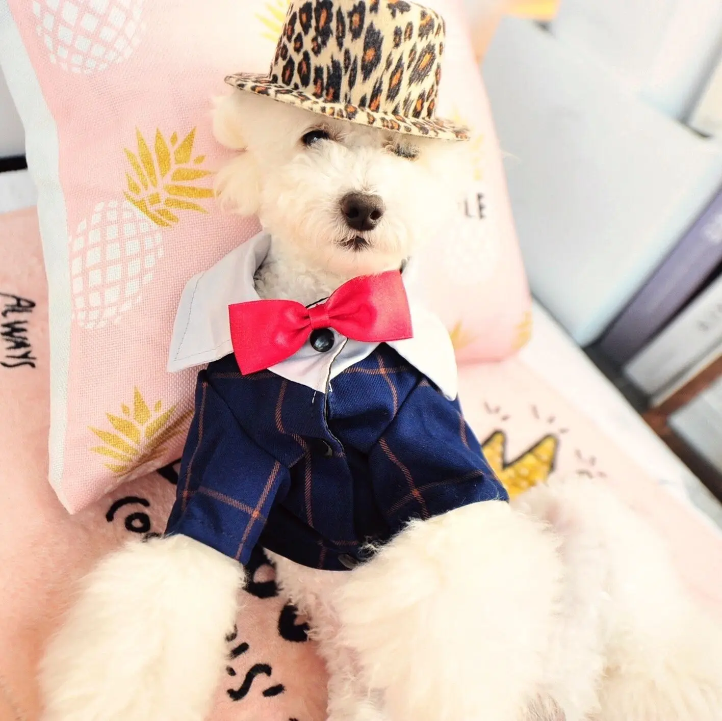 Suit pet dress dog suit wedding dress Teddy bear bow tie new style