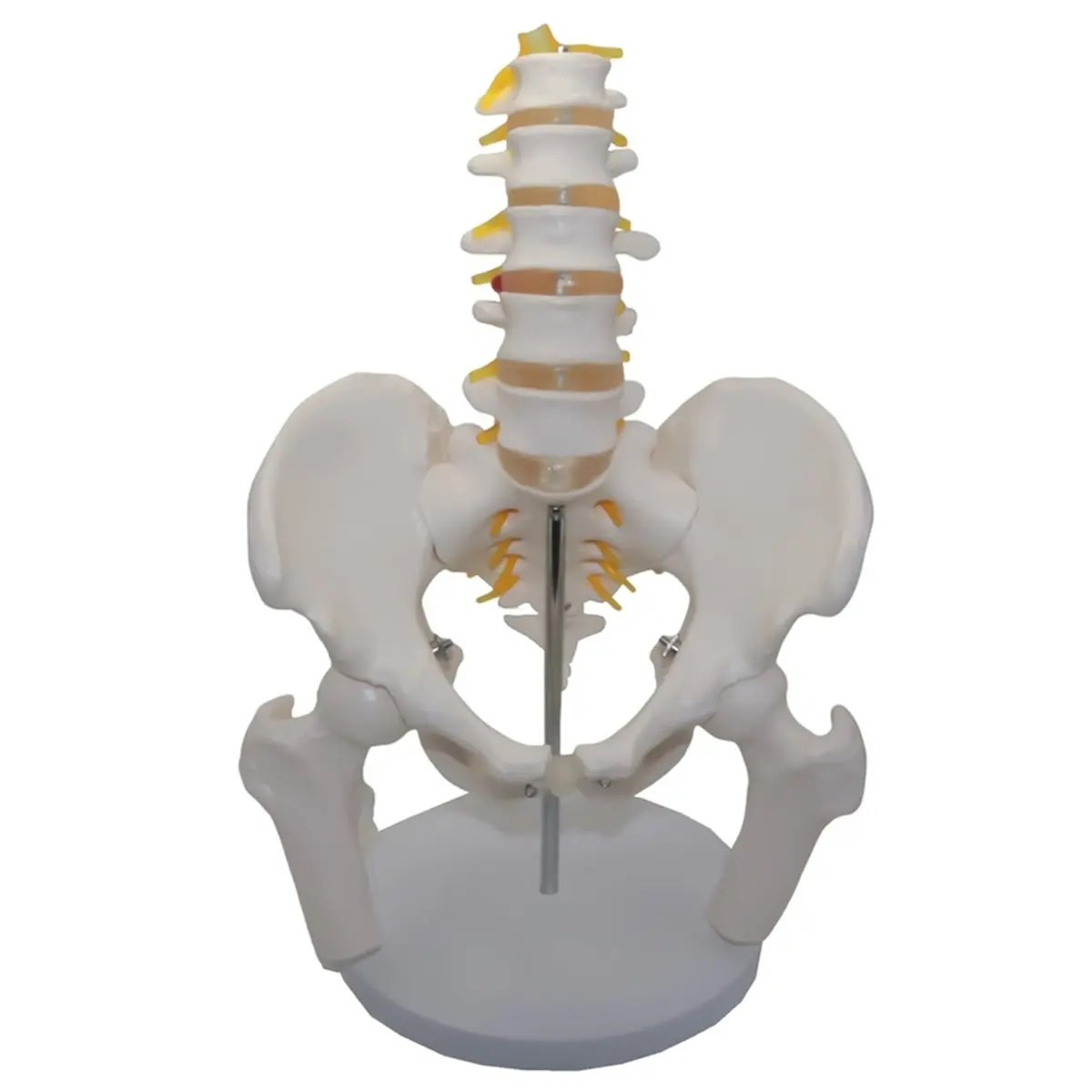 High Quality Umbar Vertebrae with Pelvic and Fractured Leg Bone Nerves Plastic Bone Model of Human Body Teaching Equipment