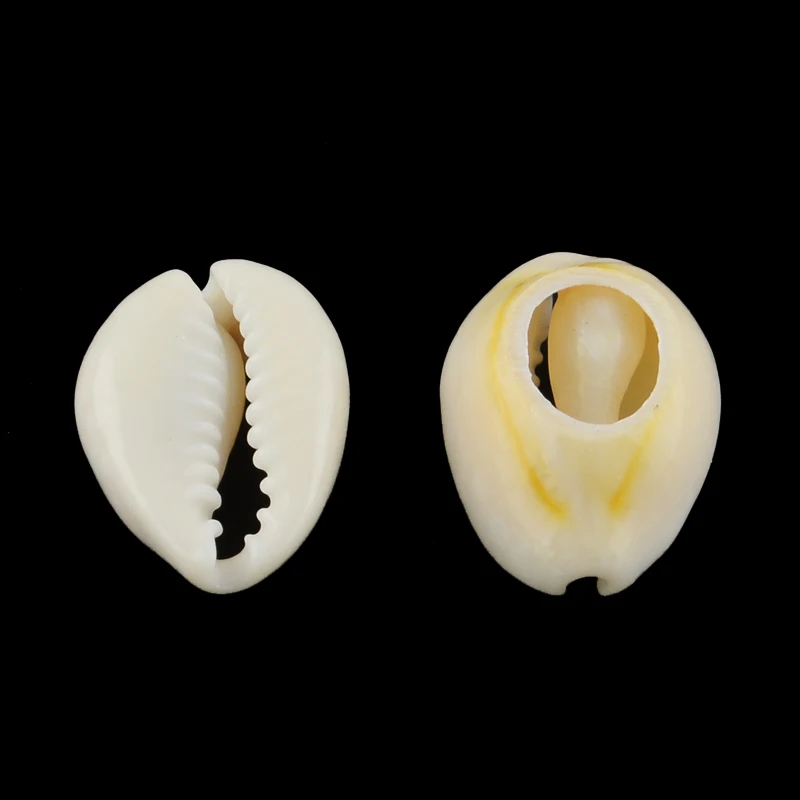 100pc naturalne mieszane Cowrie muszelki koraliki Cowrie muszle PapayaWhip 10 ~ 17x7 ~ 11x3 ~ 6mm — zdjęcie 4