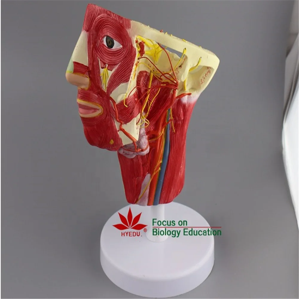 Teaching model Anatomical model of Head and neck 3d human anatomy model