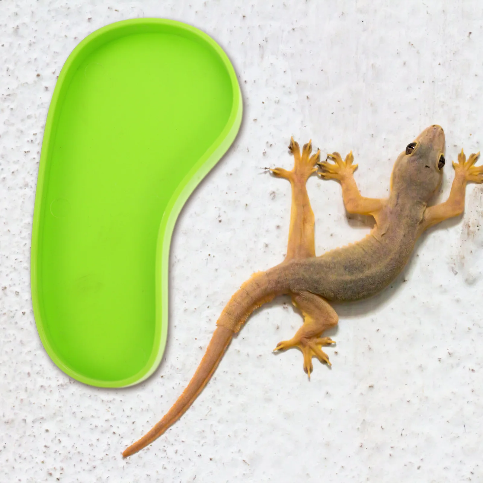 

4Pcs Reptile Water Feeder Durable Smooth Surface Decorative Pet Drinking Bowl Stable Placement for Lizard Pets