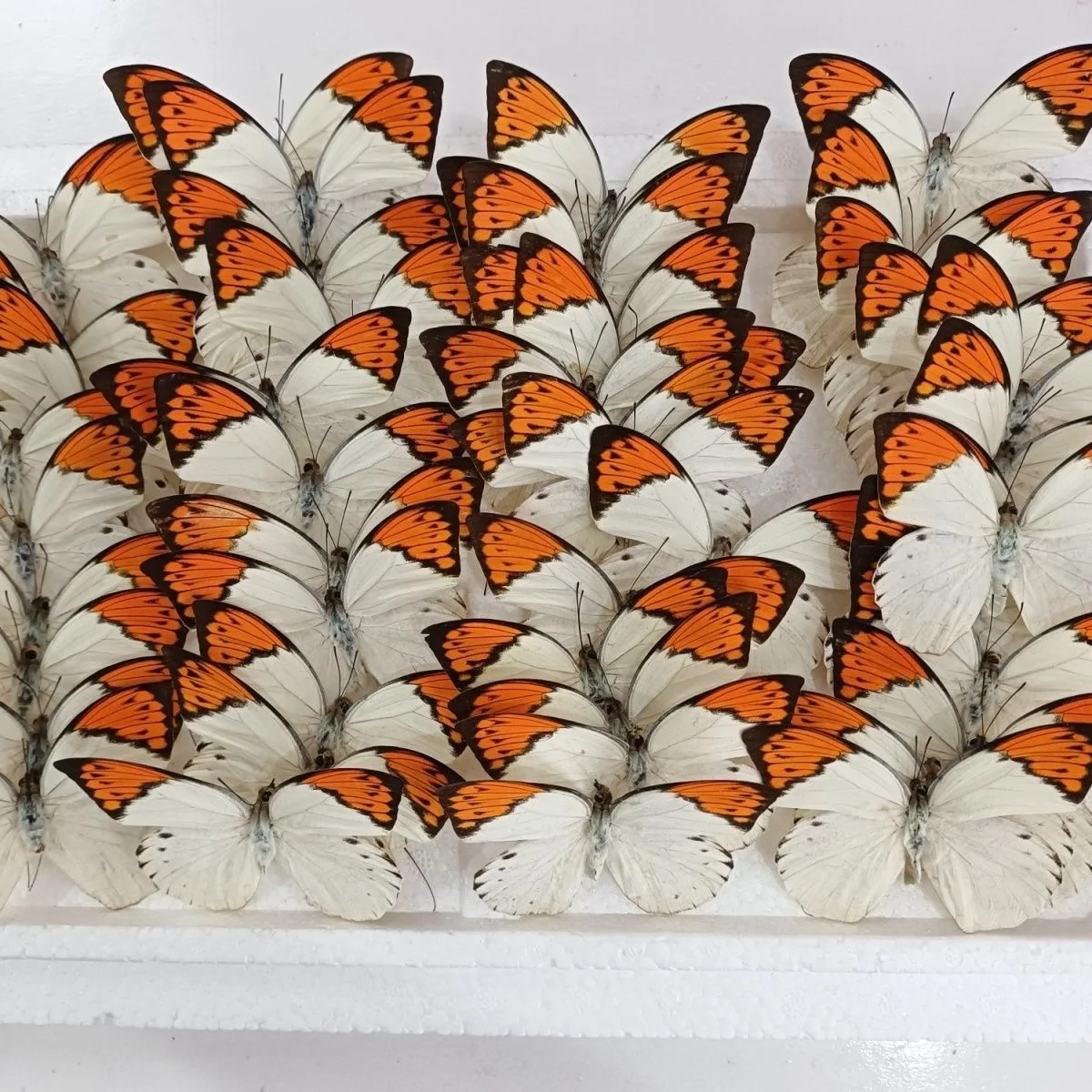 

6-100 pcs natural Real Butterflies Specimen (Orange-barred Jezebel‌）