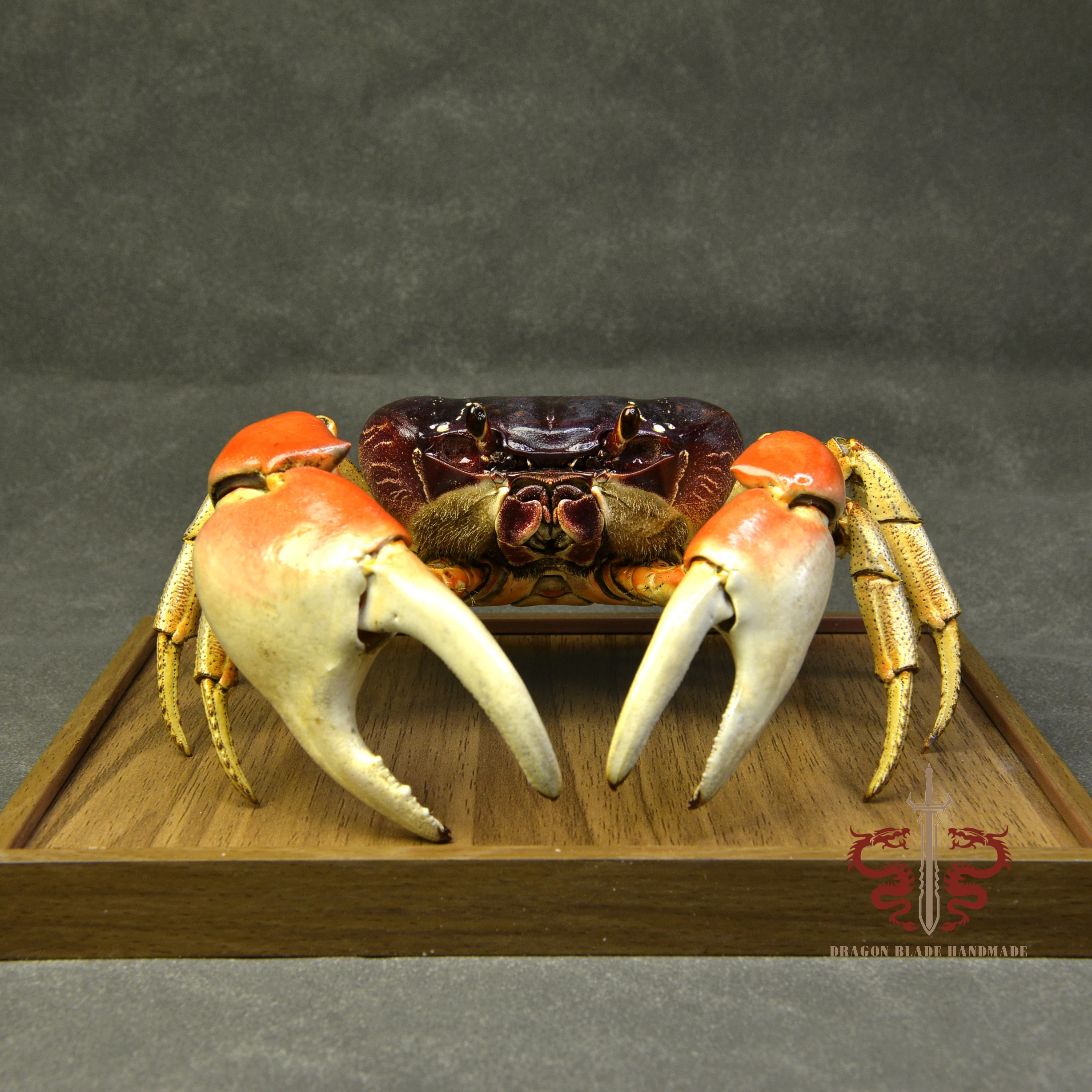 Crab specimen Giant Gecarcoidea lalandii, museum-quality taxidermy display box, Collection Home Decor Ornament Desk Decoration