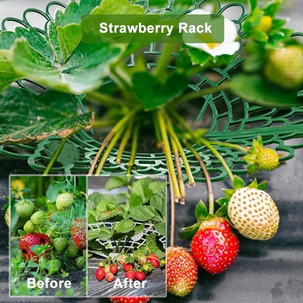 3 Sturdy Legs Strawberry Plant Supports Keeping Plant Fruit Stand Sturdy Support Feet Plant Protector Mold Rot Dirt Protection