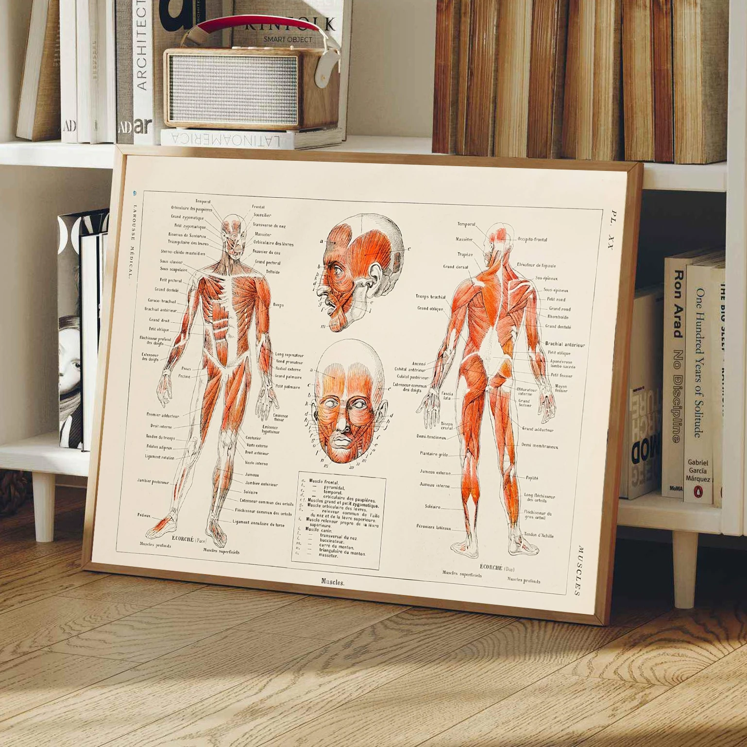 Man Anatomy Body Science Posters Muscular System Medical Educational Office Prints Canvas Painting Wall Pictures Home Room Decor