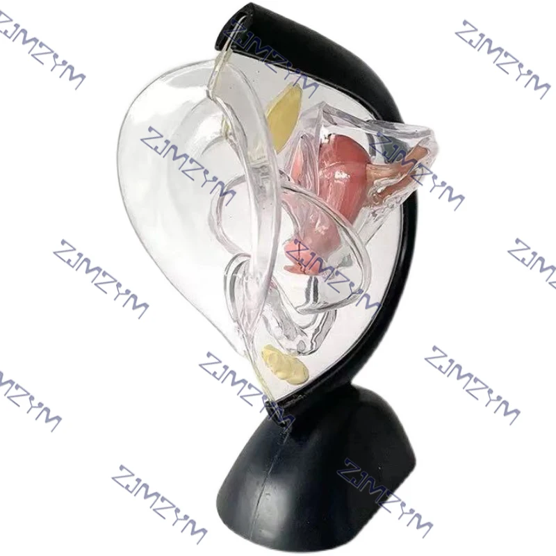 Female Reproductive System Model Transparent Uterus Model Female Anatomical Model For Medical Teaching Presentations