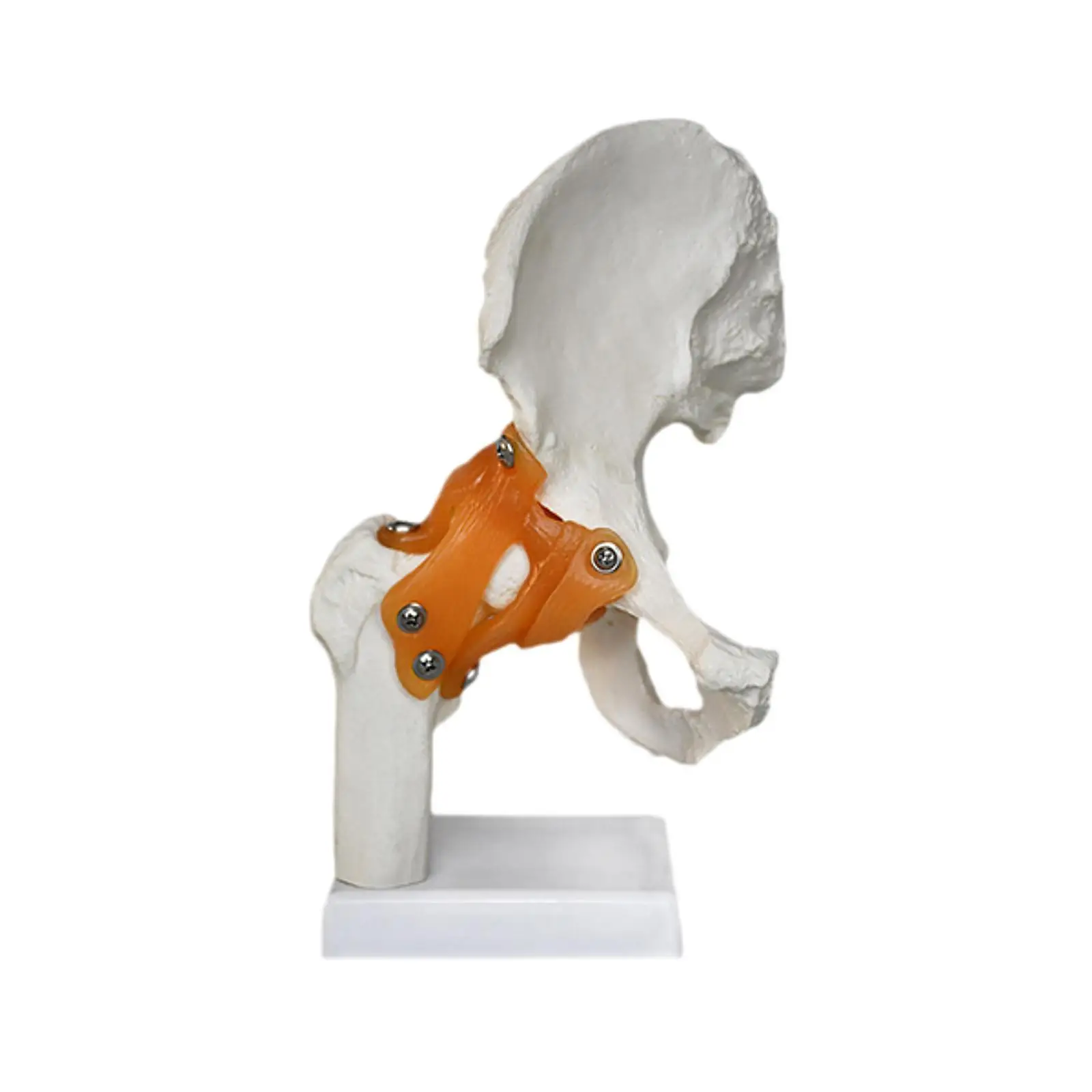 Modelo de articulación de cadera humana con ligamentos, educativo médico, ayuda de enseñanza ligera y resistente, ciencia realista para exhibición