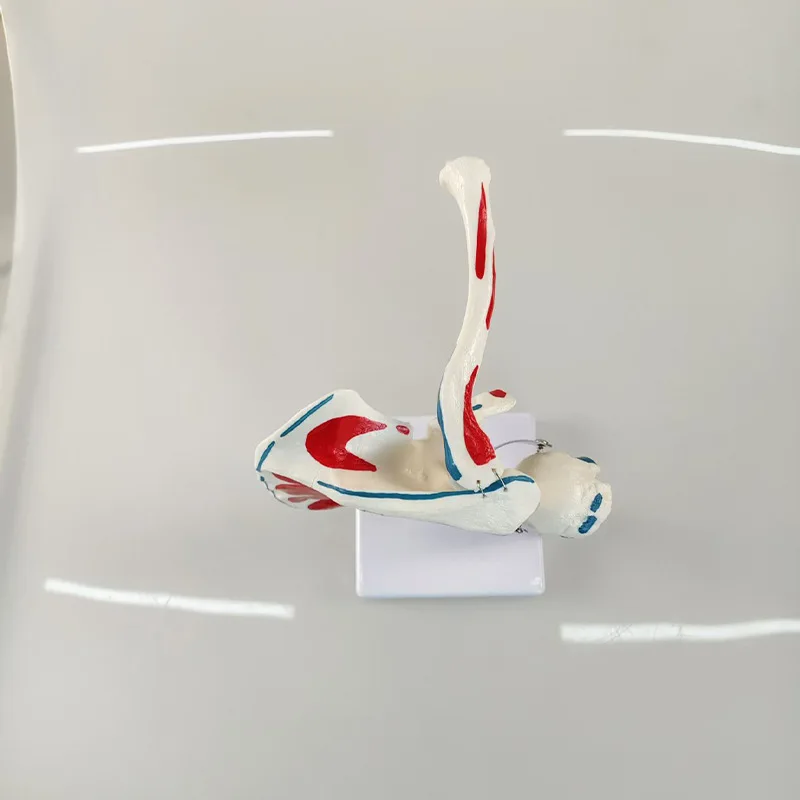 Teaching Resources Medical Human Skeleton Model Shoulder Joint Model with Muscle Start and End Points