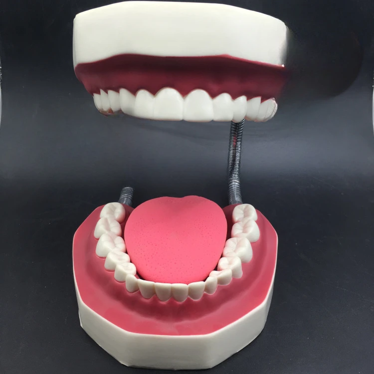 Dental Stomatology 6 Six Times Magnification Brushing Model Teeth with tongue model Kindergarten children teach brushing