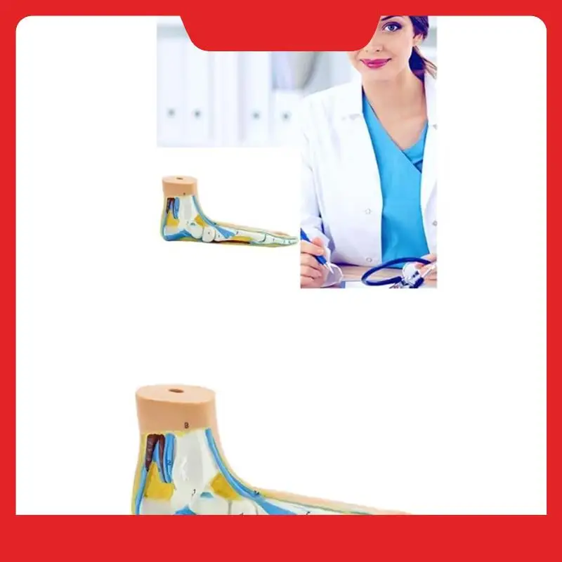 

Foot Anatomy Model, Human Anatomy Foot Model, Normal Flat Arched Foot Model, Human Foot Muscle Model Flat Feet-N38R