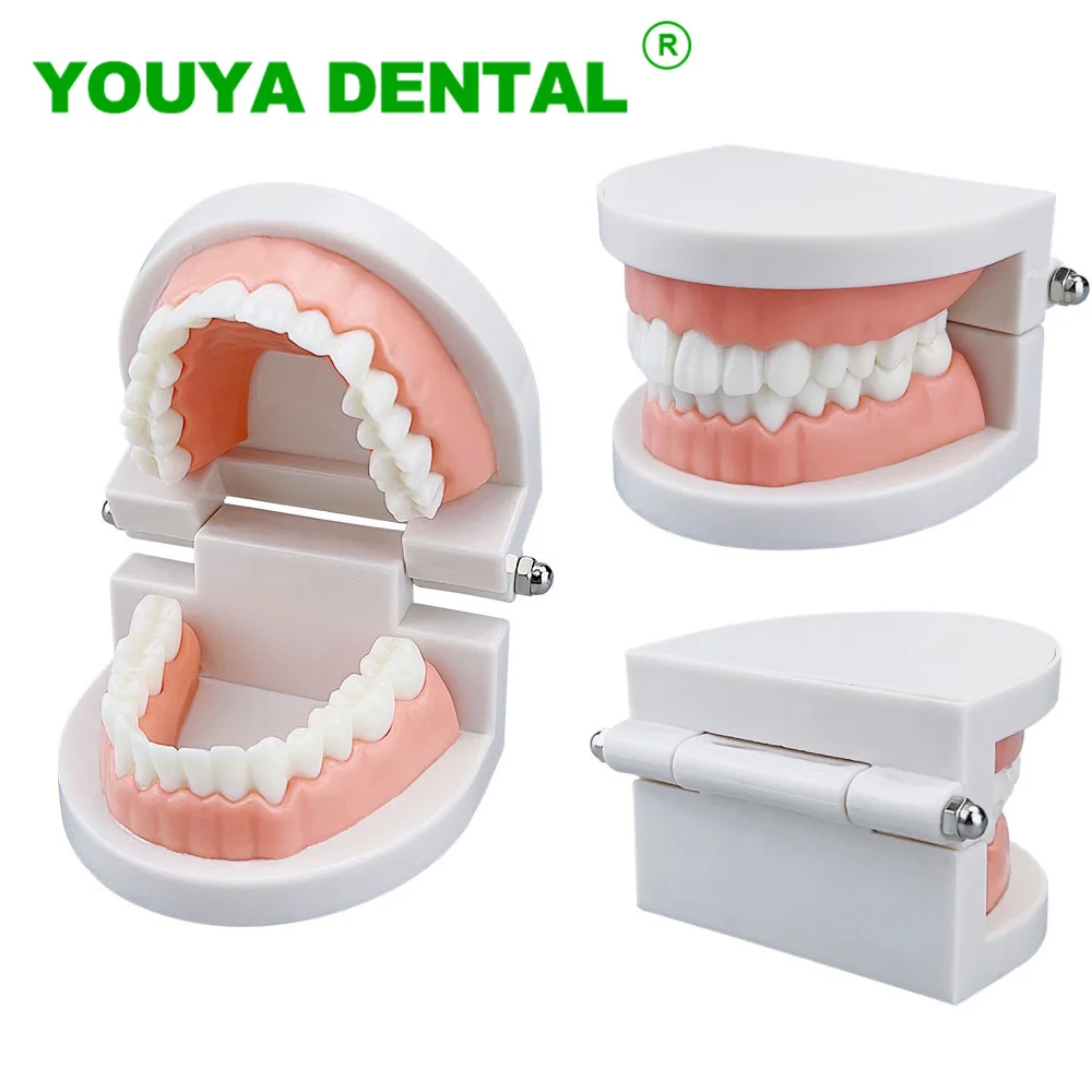 Dental Education Model Standard Teeth Model Teaching Study Demonstration Typodont For Dentist Student Practice Training Models