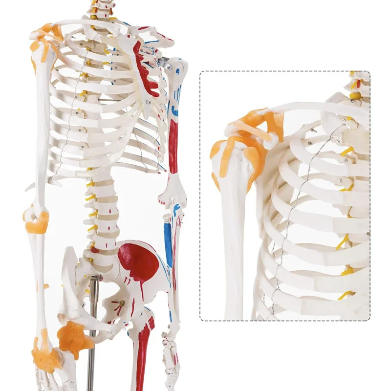 Human Skeleton 170cm Life Size PVC Material With Muscle Points and Ligament Educational Anatomy Model