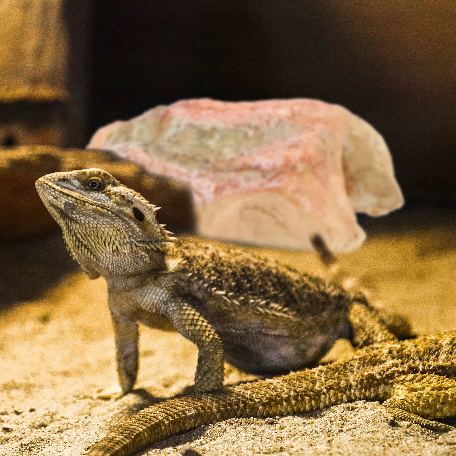 

Simulation Resin Turtle Hide Cave Reptile Hideout Basking Platform Creative Turtle Ramp Reptile Tank Ornament Reptiles Tank Hide