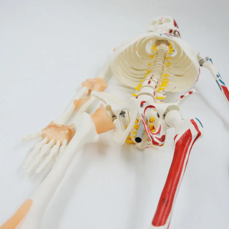 DARHMMY Human Skeleton Model 1/2 Life Size 85cm Half Muscle and Half Ligament Drawing Medical Science Anatomy