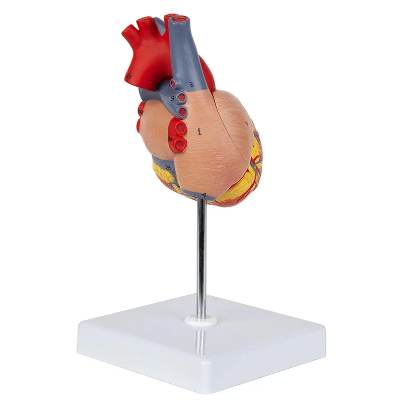 Heart Model, 2-Part Deluxe Life Size Human Heart Replica With 34 Anatomical Structures, Includes Mounted Display Base