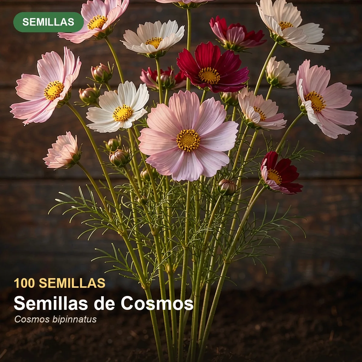 Semillas de Cosmos bipinnatus, 100 Semillas, Flores Altas y Ligeras para Jardín Informal, Pradera y Flor Cortada