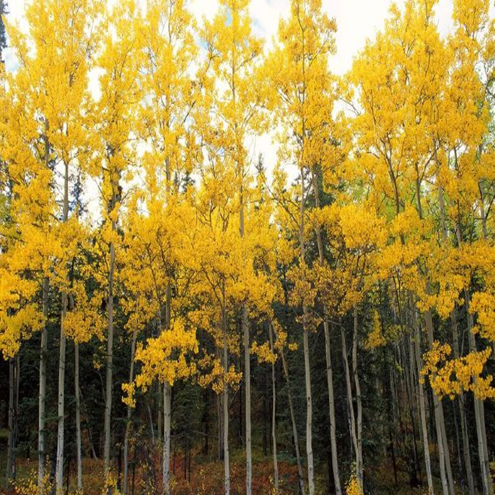 

Новый улучшенный чип для чернильного картриджа HP 730, 300 мл/шт, для HP DesignJet T1600 T1600dr T1700 T1700dr T2600 T2600dr