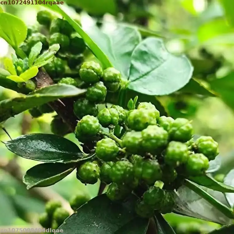 Flores Secas de Hua Jiao Rojas de Calidad, Ash Chinese Prickly (Ash Trípode Chino) para Sazonar, Especias, Incienso, Fragancias, Bolsitas Aromáticas, Jabones y Fabricación de Velas