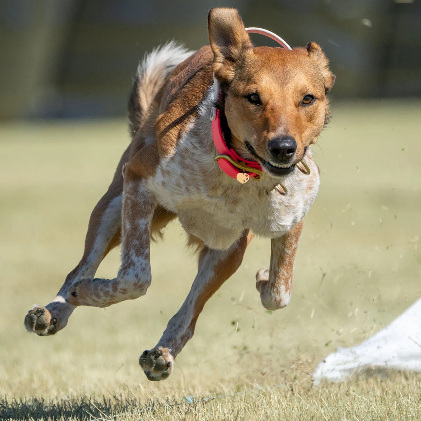 

10Pcs Dog Tag Blank Heart Hollow Design Dog Collar for Engraving Pet Name Identification Puppy Tags Pets Name Tags DIY