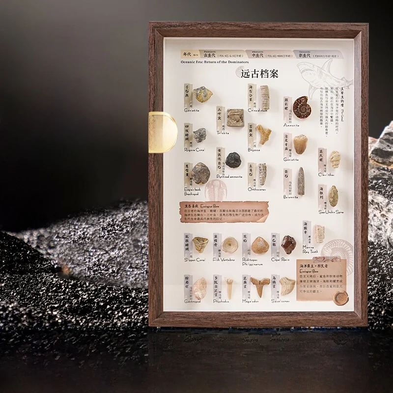 earth-pulse-22-types-of-natural-ancient-specimens-treasure-hunt-desktop-ornaments-gift-picture-frame-geological-specimen