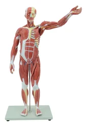 78cm Human Whole Body Muscle Model Medical Science Muscular System Anatomical Education Simulator Teaching Aids for Medicine Col