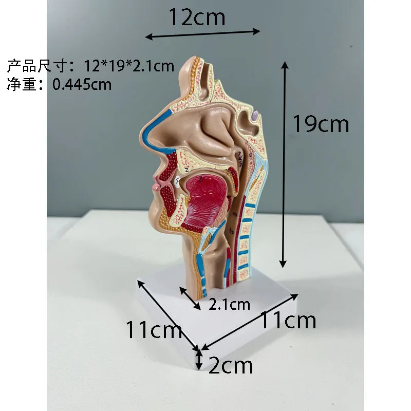 Head Anatomy Nasal Cavity Throat Anatomy Model Human Anatomical Pharynx Larynx Mouth, Nose and Throat Model Teaching Model