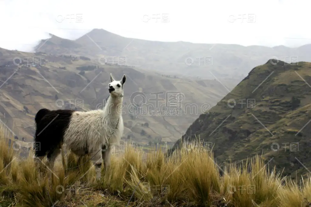 

Aluminum Bull Bar TRX4 Classic Front Rear Bumper with Winch Tow Hook Mount for 1/10 RC Crawler TRX-4 Defender Upgrade