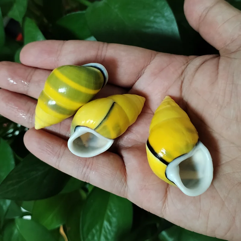 3 PC Colorful Mini Snail Yellow Amphidromus Butoti Shell, Fish Tank Accessory Beach Wedding Decor DIY Jewelry Making Kit, 4-5CM