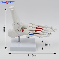 1:1 Medical Foot Joint Model Foot Ankle Joint Orthopedic Specimen Skeletal Model Simulation