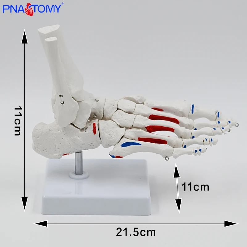 1:1 Medical Foot Joint Model Foot Ankle Joint Orthopedic Specimen Skeletal Model Simulation