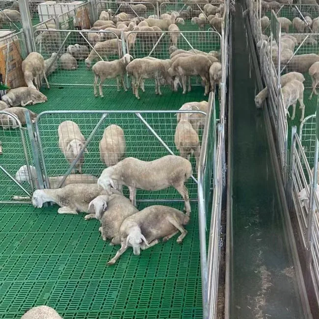 Niestandardowa podłoga z tworzywa sztucznego o wymiarach 100X50x5cm do sprzętu do hodowli kóz
