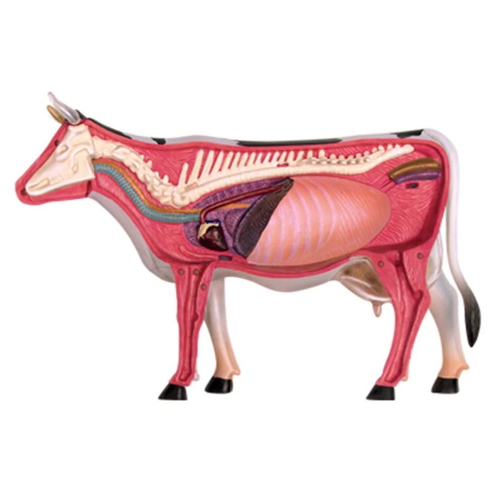 Imagem -04 - Modelo de Anatomia de Órgão Animal 4d Vaca Inteligência Montagem Brinquedo Modelo de Anatomia de Ensino Faça Você Mesmo Aparelhos de Ciência Popular