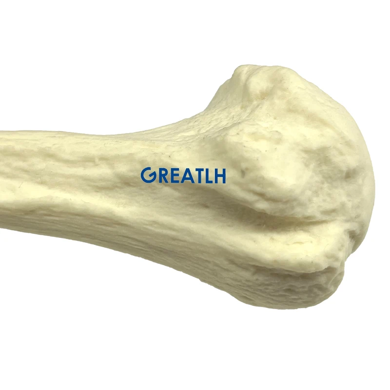 Piankowa korowa skorupa z wewnętrznym kaczelnym wiertłem Humerus Model ludzki Model kości