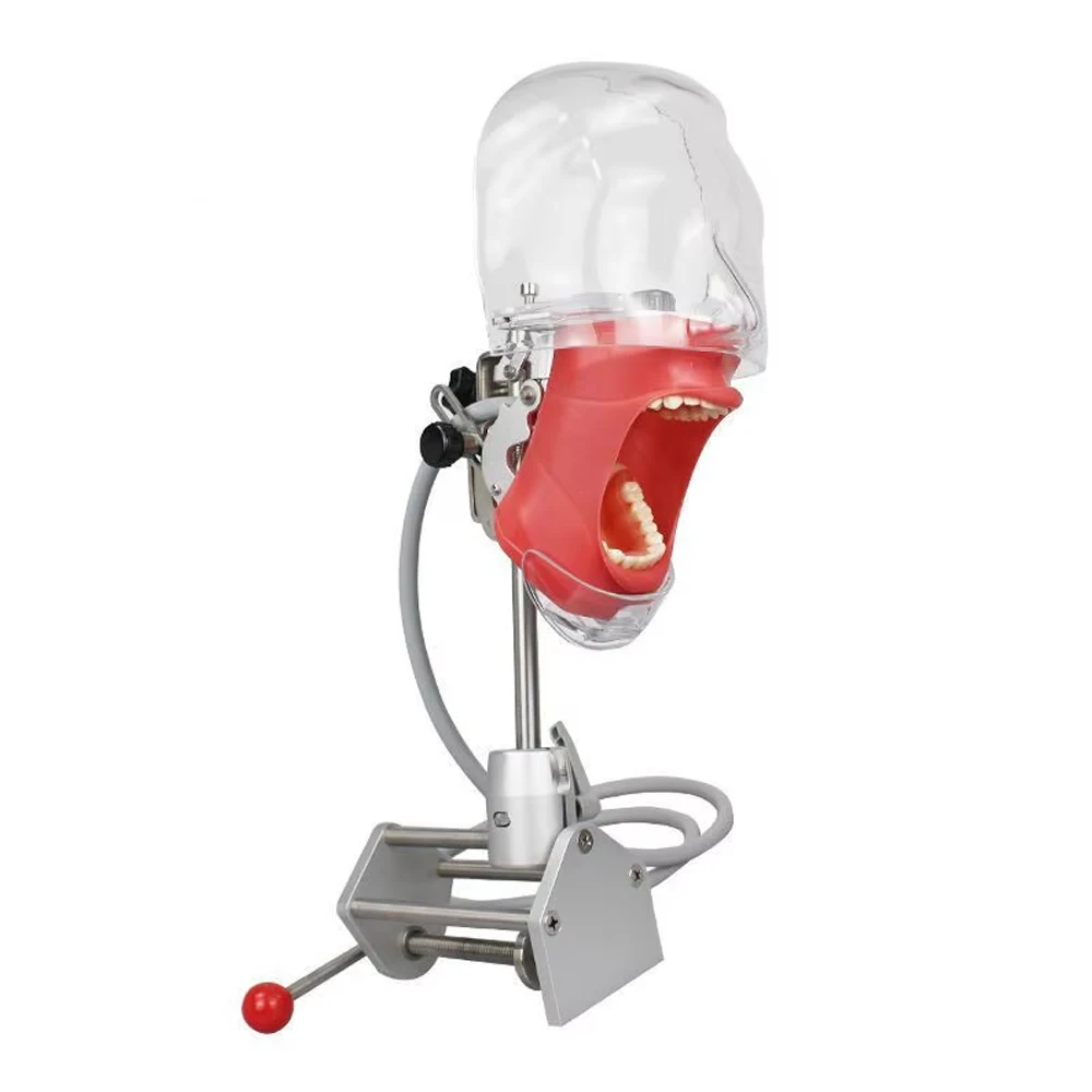 Simple Head Model Dental Simulator Phantom Manikin With Teeth For Dentist Teaching Practice Training Study Dentistry Equipment