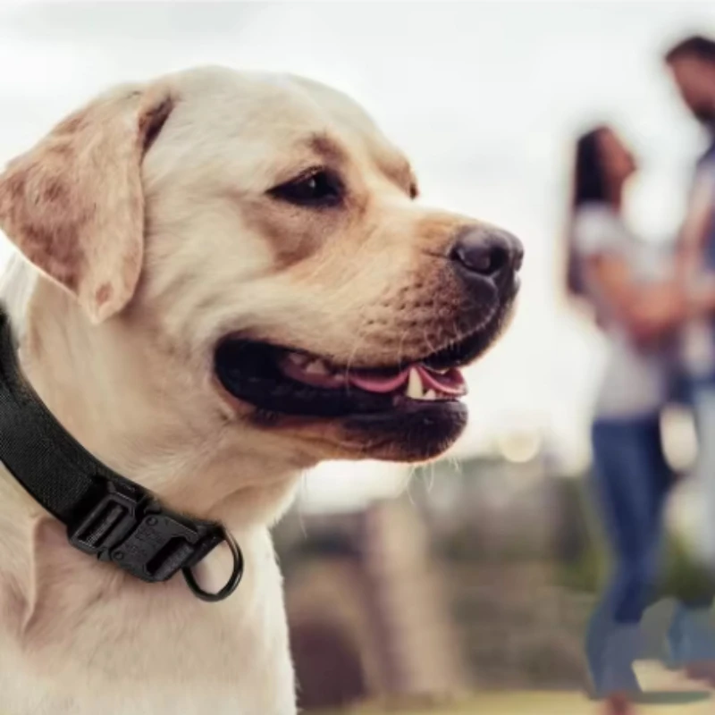 Pet Dog Tactical Collar Neck Strap Collar For Medium And Large Dogs, Training Dog Nylon Leash Collar Handle Dog Neck Strap view 5