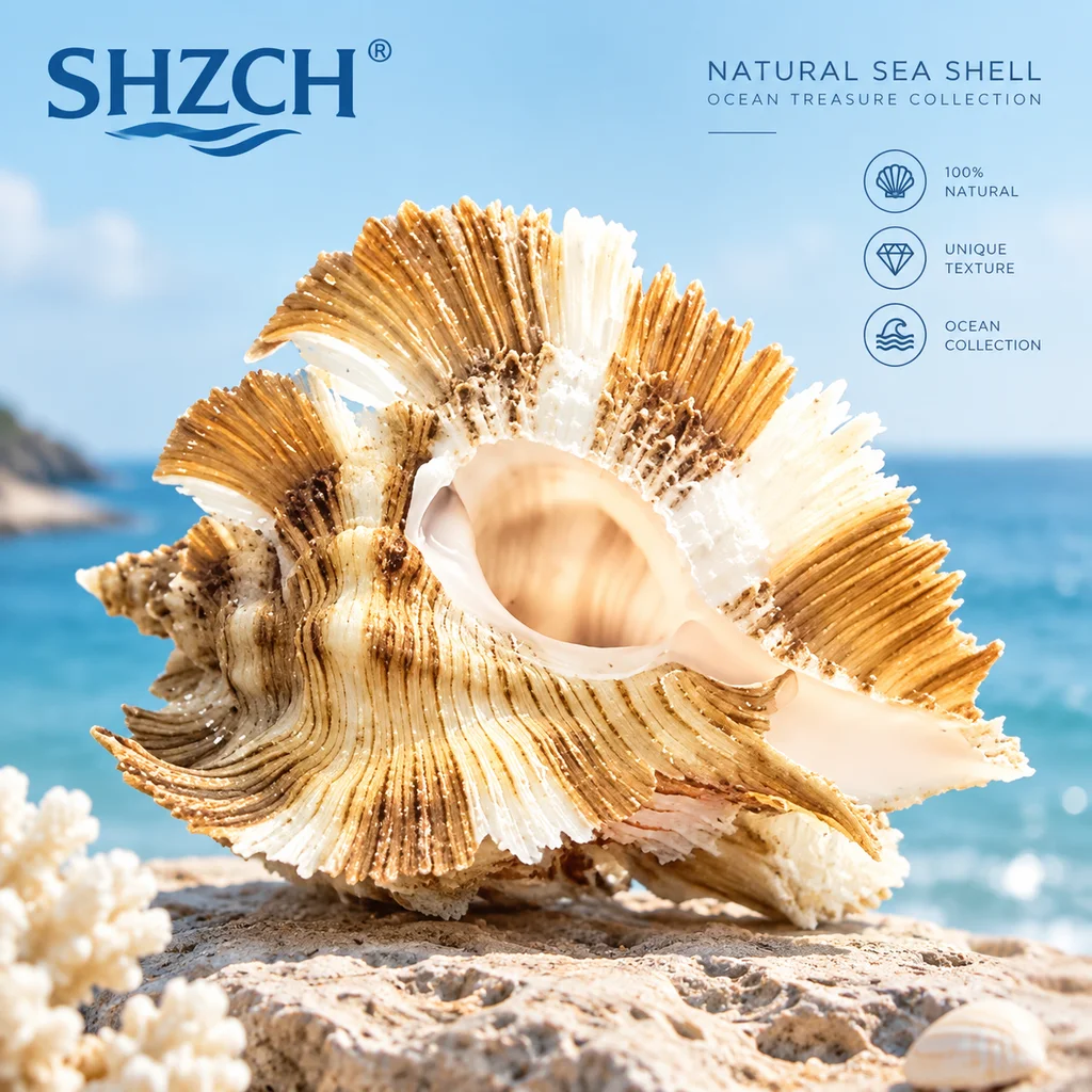 Banana snail natural conch shell rare specimen collection home decoration ornament fish tank landscaping photography