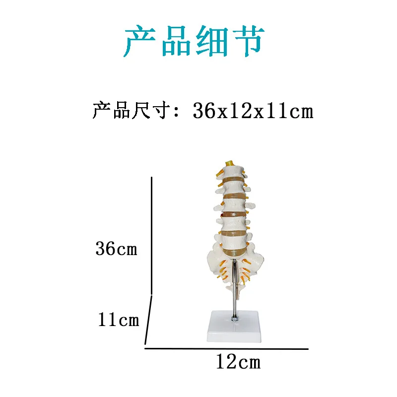 High quality human bone 5 lumbar vertebrae can be bent arbitrarily can be disassembled neurovascular model