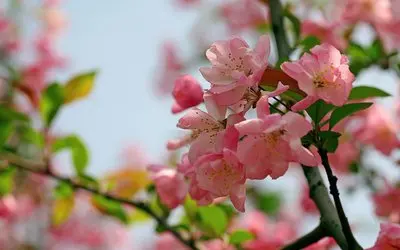 

2S1P 7.4V 3000mAh Lithium Battery Pack 3Ah Suitable for Projectors, Speakers, Wireless Monitoring etc，with XH2.54-2P Plug