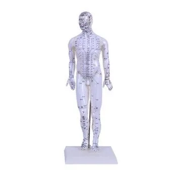 

Acupuncture Point Muscle Anatomy Human Body ACUPUNCTURE MODEL 46CM MALE