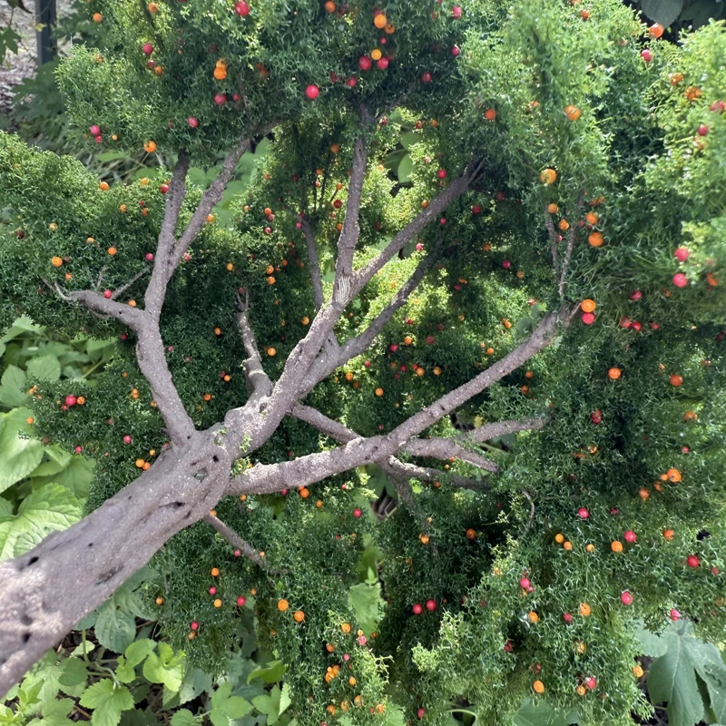 10/15/23 cm gesimuleerde fruitboom model draad boom miniatuur landschap model Materiaal poppenhuis decora ascale trein spoorweg layout